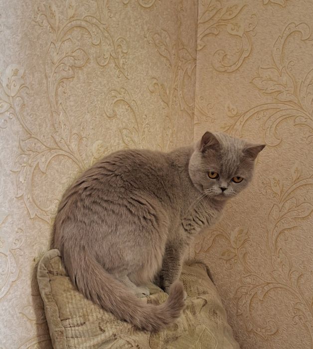 Передержка котов в квартире передержка животных