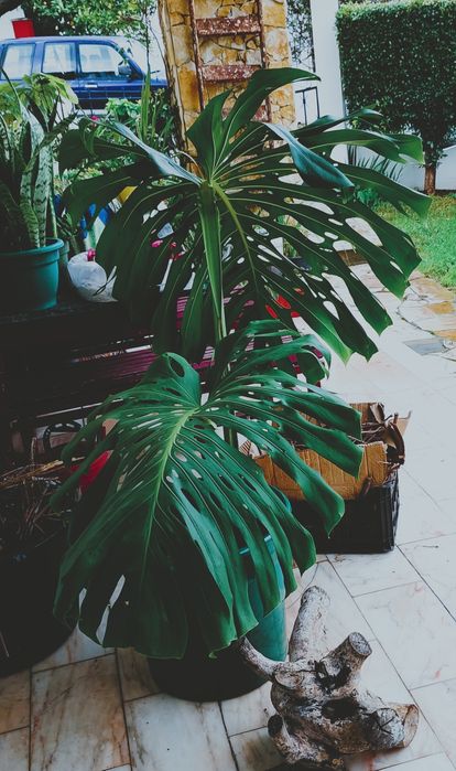 Planta  Monstera / costela de Adão