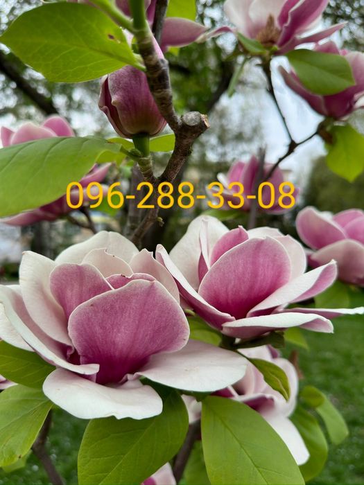 Саджанці Абрикоса Персик Нектарин Слива Груша Хурма Черешня Порічка