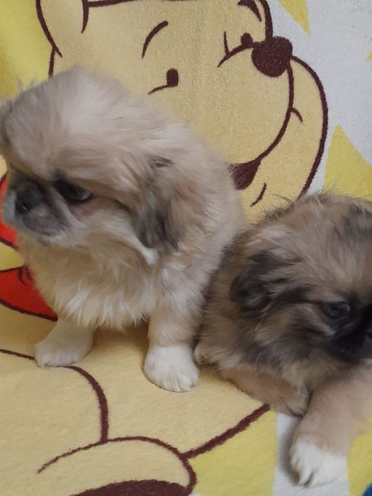 Продамо пекінесів