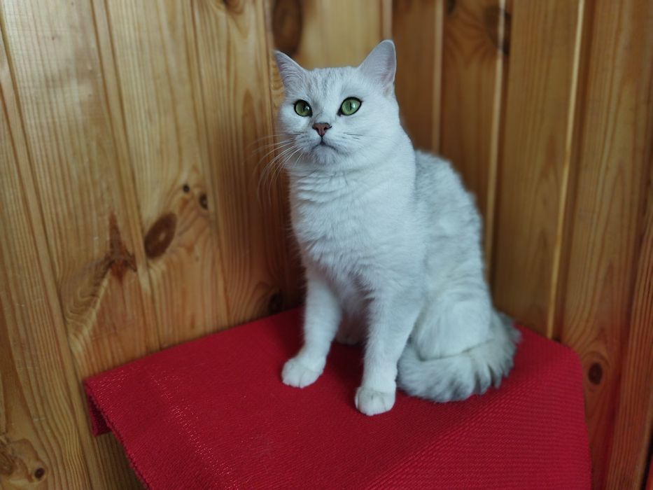 Шотландський прямовухий кіт в'язка