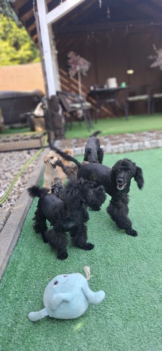 Pudel miniaturowy z metryką