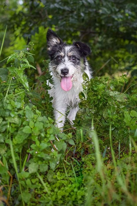 Młody pies który nie odnajduje się w schronisku szuka domu