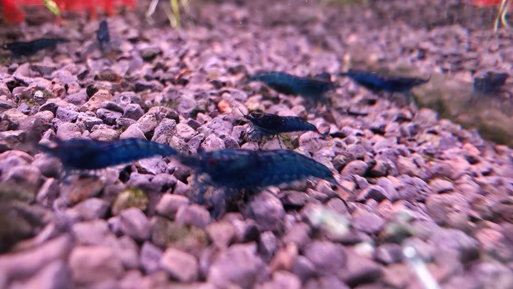 Krewetki Blue Velvet