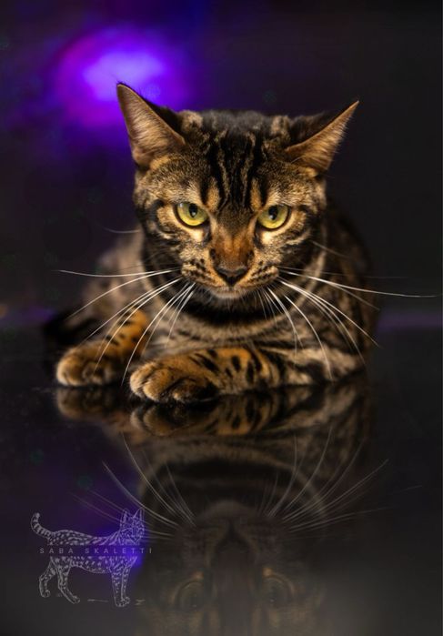 Бенгальскі котенята котята котики відкрити для броні бенгали уголь