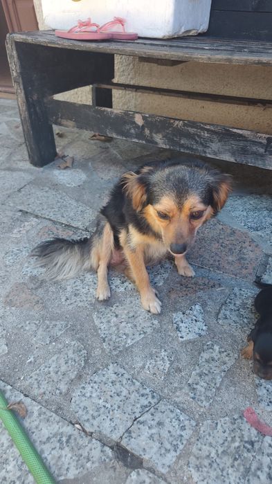 Bebés amorosos para adoção