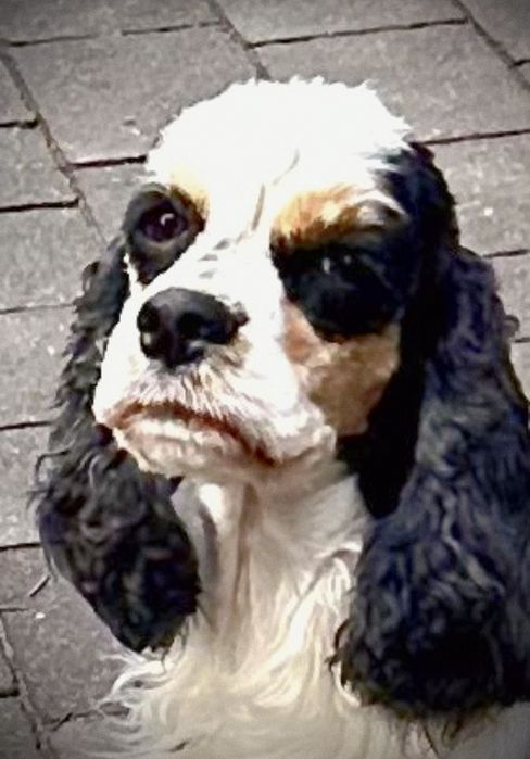 Suczka Cocker Spaniel Amerykański