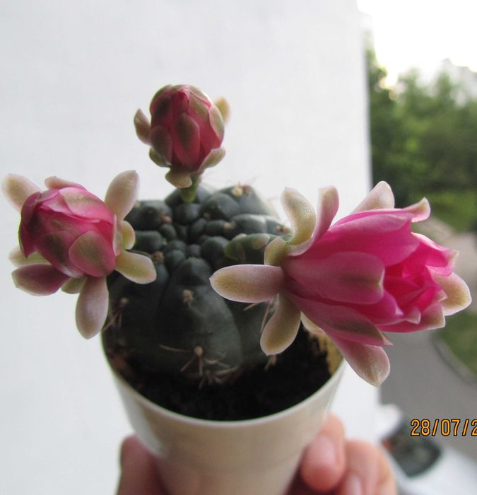 Кактус гімнокаліціум Бальда, Міхановича, Фрідріха, Сагліоніс