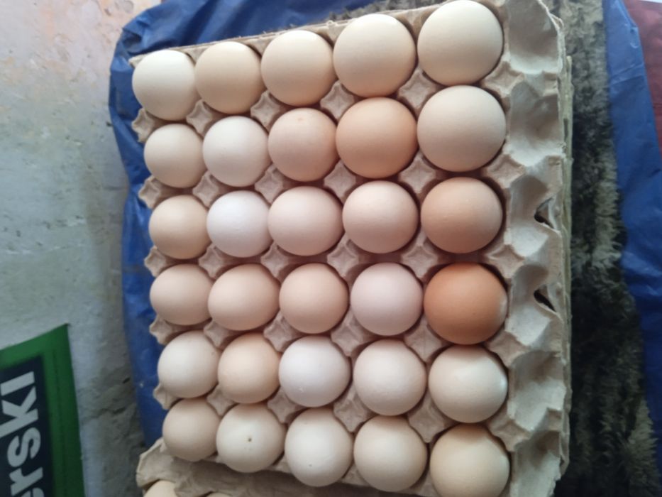 Sprzedam jajka wiejskie