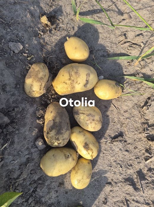 Ziemniaki Soraya otolia larisa 4.5+