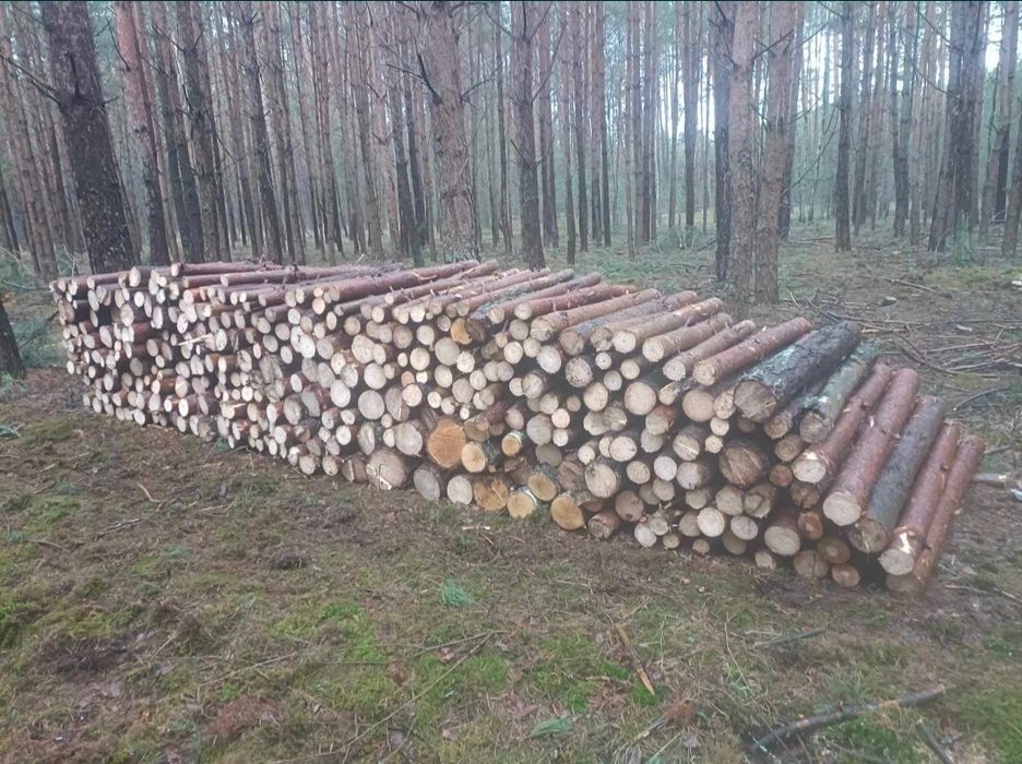 Brzoza sosna osika drewno opałowe kominkowe nadarzyn
