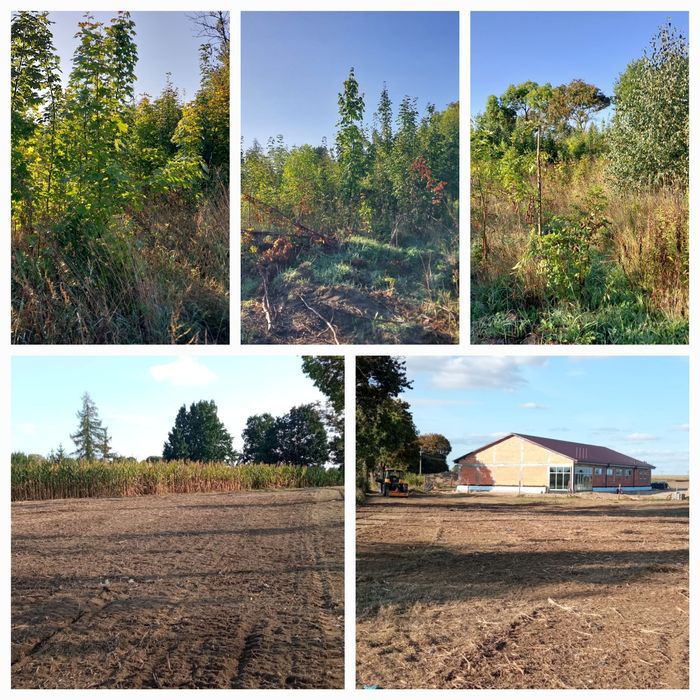 Mulczowanie , karczowanie, mulczer leśny ,  wycinka drzew , usuwanie g