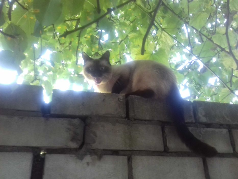 Поверніть будь-ласка мою Алісу!