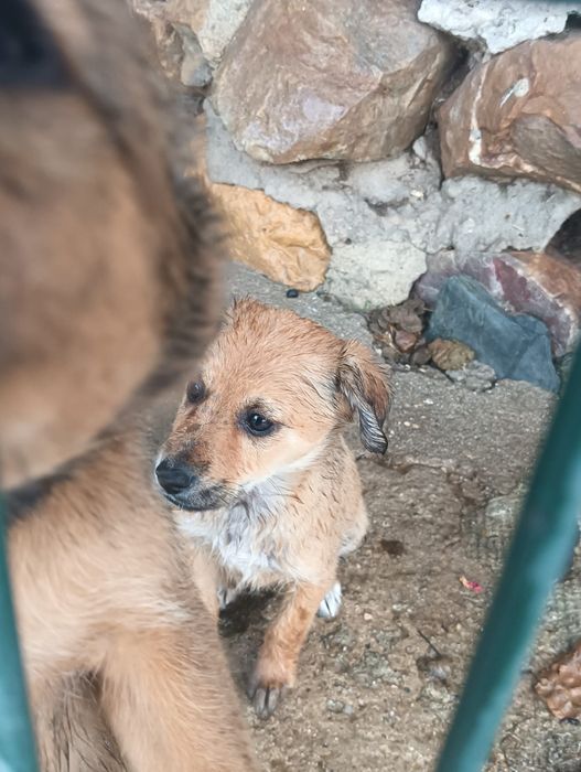 Cães para adoção responsável