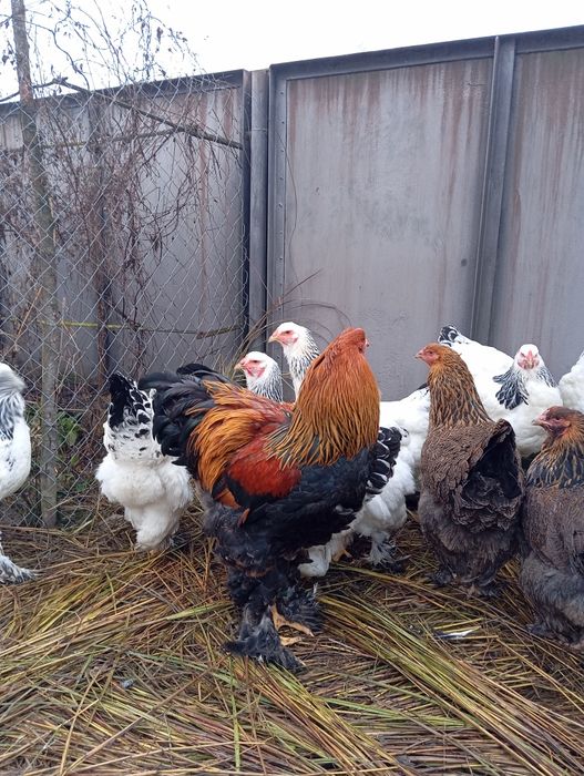 Продається сім'я Куріпчатої брами