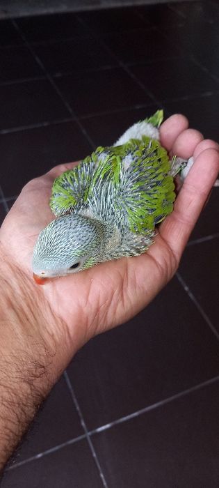 Ring necks  criados há mão