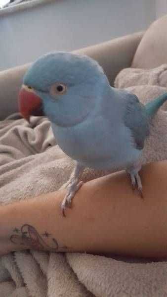 Papagaio Ring nek Domésticados, Bebê ou selvagem