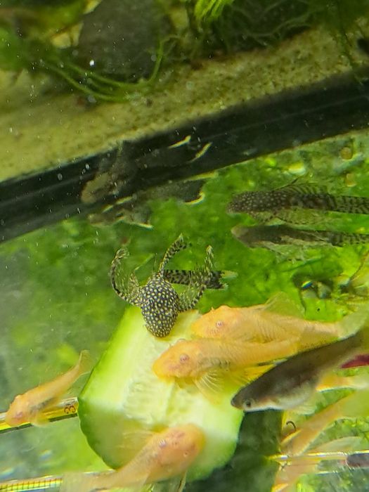 Rybki akwariowe różne