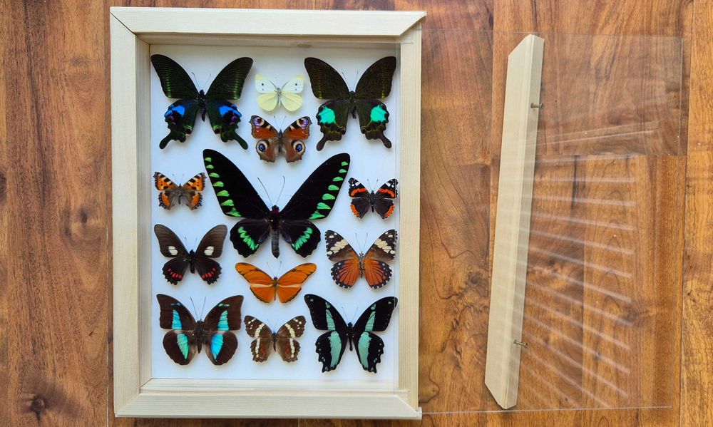 Gablotka motyle Trogonoptera Papilio Heliconius i inne na ścianę