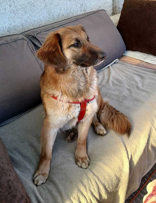 Sliczna młodziutka Molly do adopcji