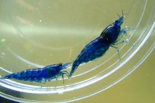 Krewetki blue velvet krewetka niebieska