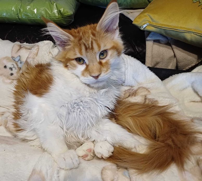 Kot Maine Conn do kupienia