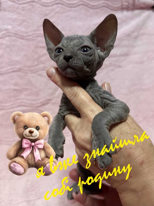 Донський Сфінкс кошенята, ДВА білих хлопчика