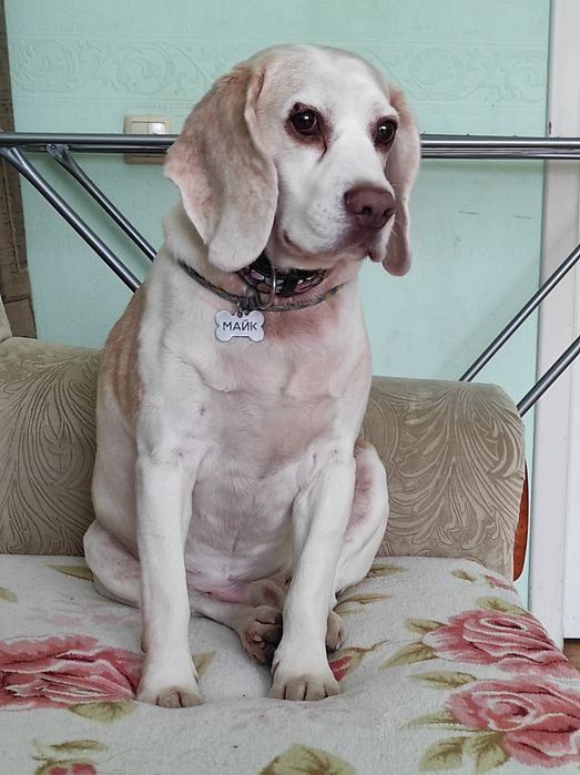 Индивидуальная домашняя передержка собак любых пород