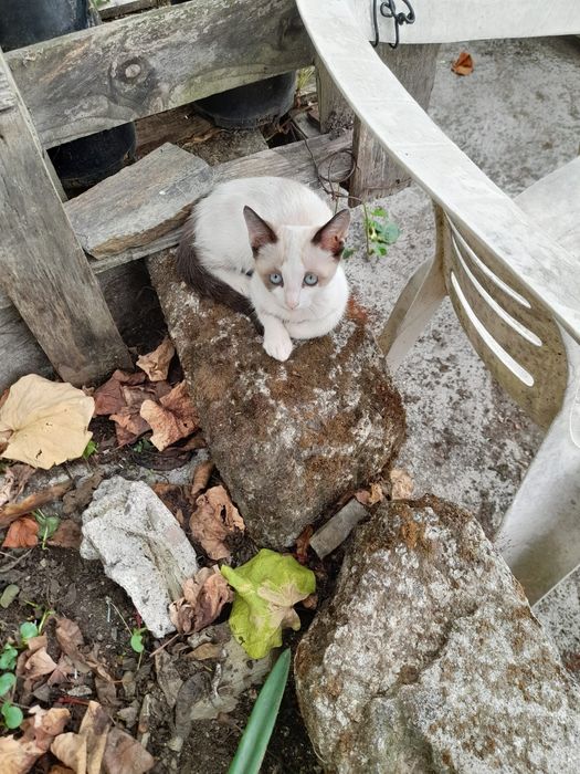 Gatinhas para adoção