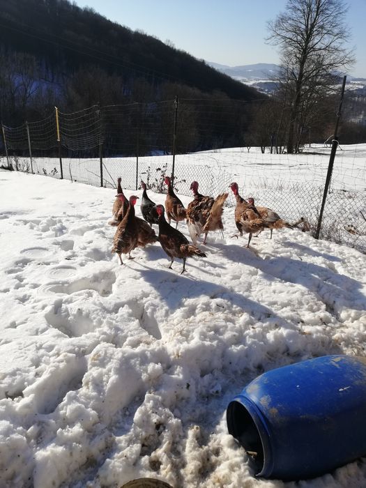 Indyczki 9 miesięczne