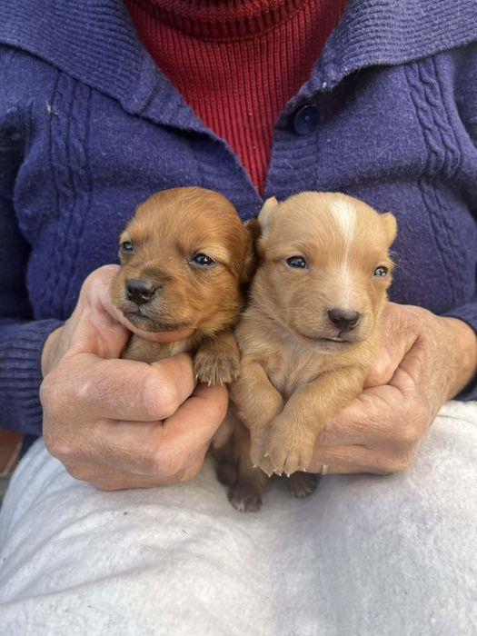 Cachorrinhos para adoção