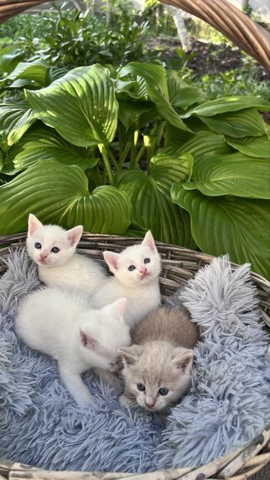 Котята ищут любящий дом