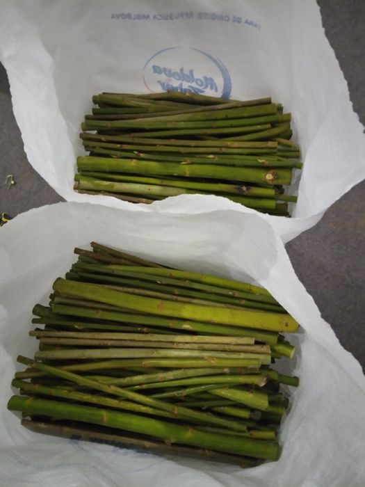 Верба енергетична, живці-черенки, лоза для альтанок, огорожі,