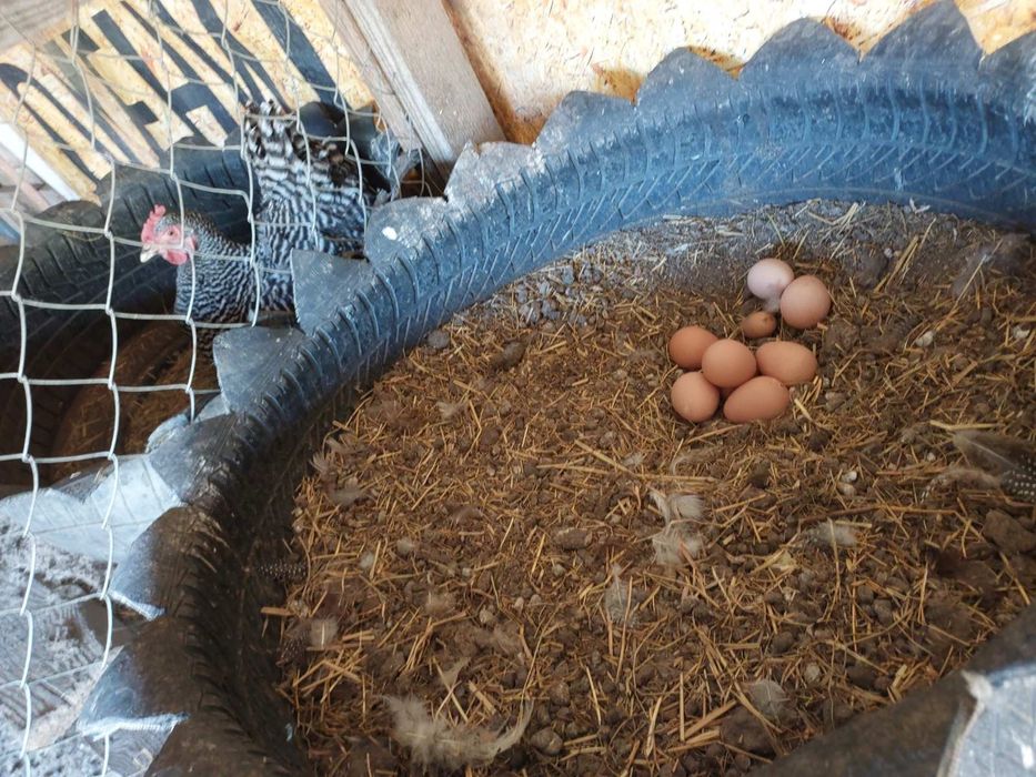 Інкубаційне яйце цесарок