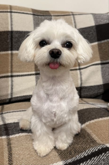 Вязка мальтезе, самец