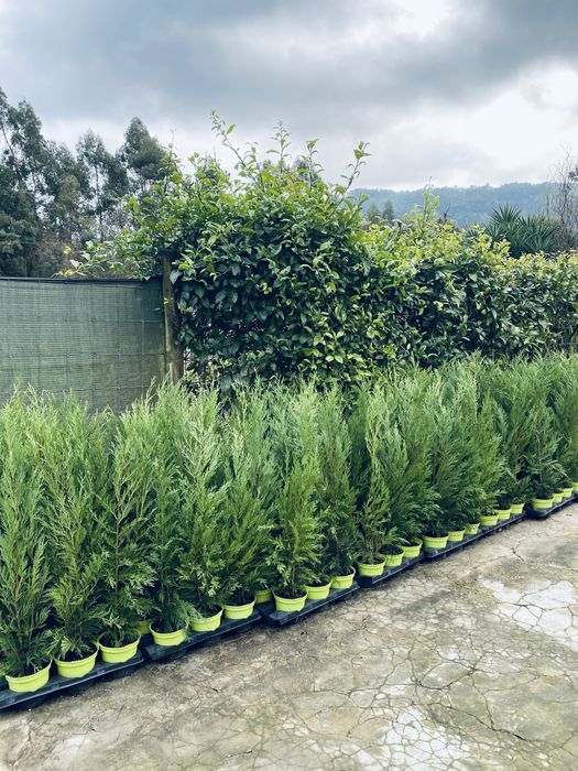 Leylands ultimo lote vaso 2L