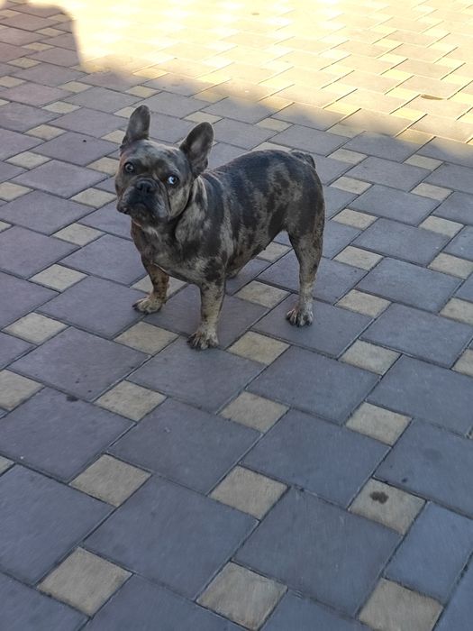 Дівчинка чорна мерлле.