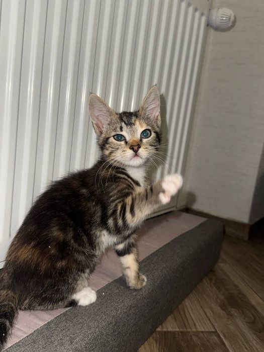 Воспитанные котята ищут дом