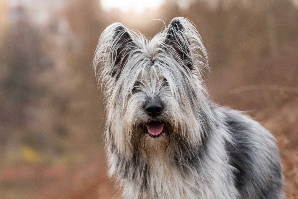 AFRODYTA - młodziutka piękność w typie owczarka francuskiego
