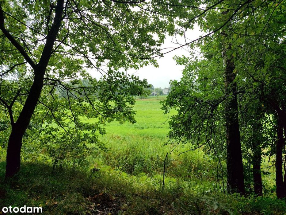 Las i polana na WŁASNOŚĆ, 56,5 ar