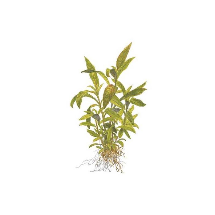 Hygrophila Siamensis – Planta aquática