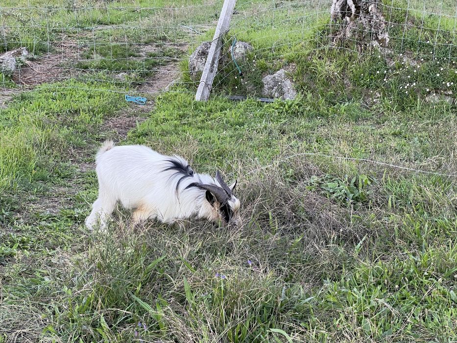 Cabrito anão com um ano e meio