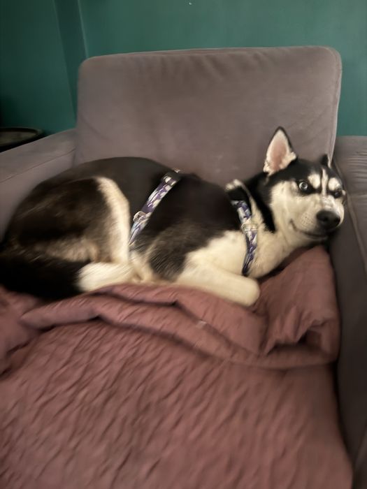 Suczka husky  10 miesiecy