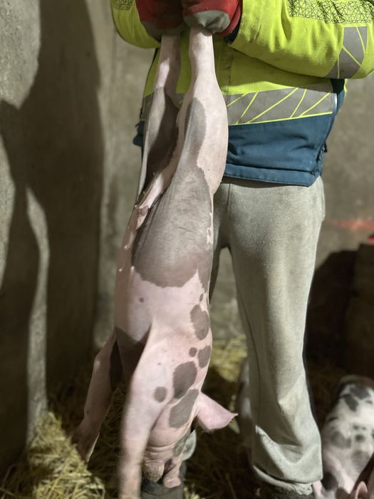 Продам поросята породи Петрен