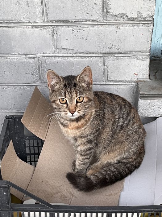 ввідам гарних котиків в добрі руки