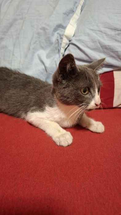 Gatinhos bebes para adopção