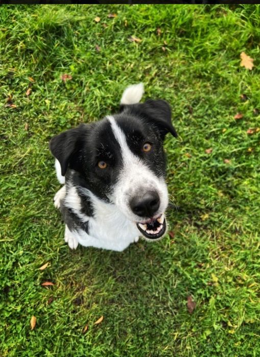 Piękny pies  od 3 lat   czeka na dom