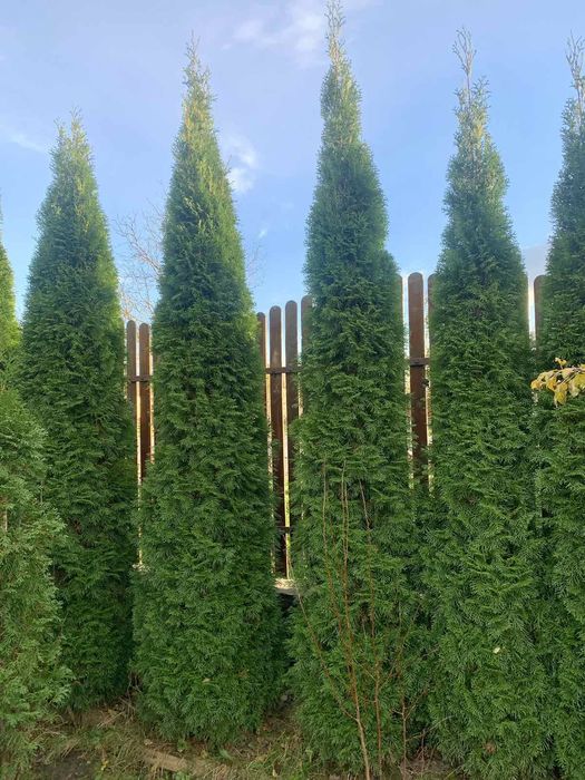 Продам туя смарагд