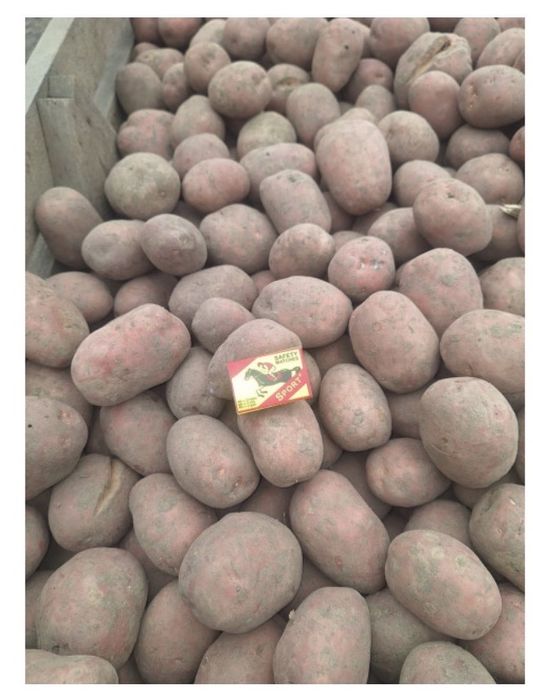 Продам велику картоплю біла роза