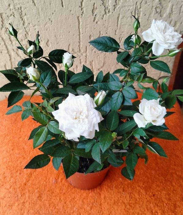 Троянди. Рози. Вазони.